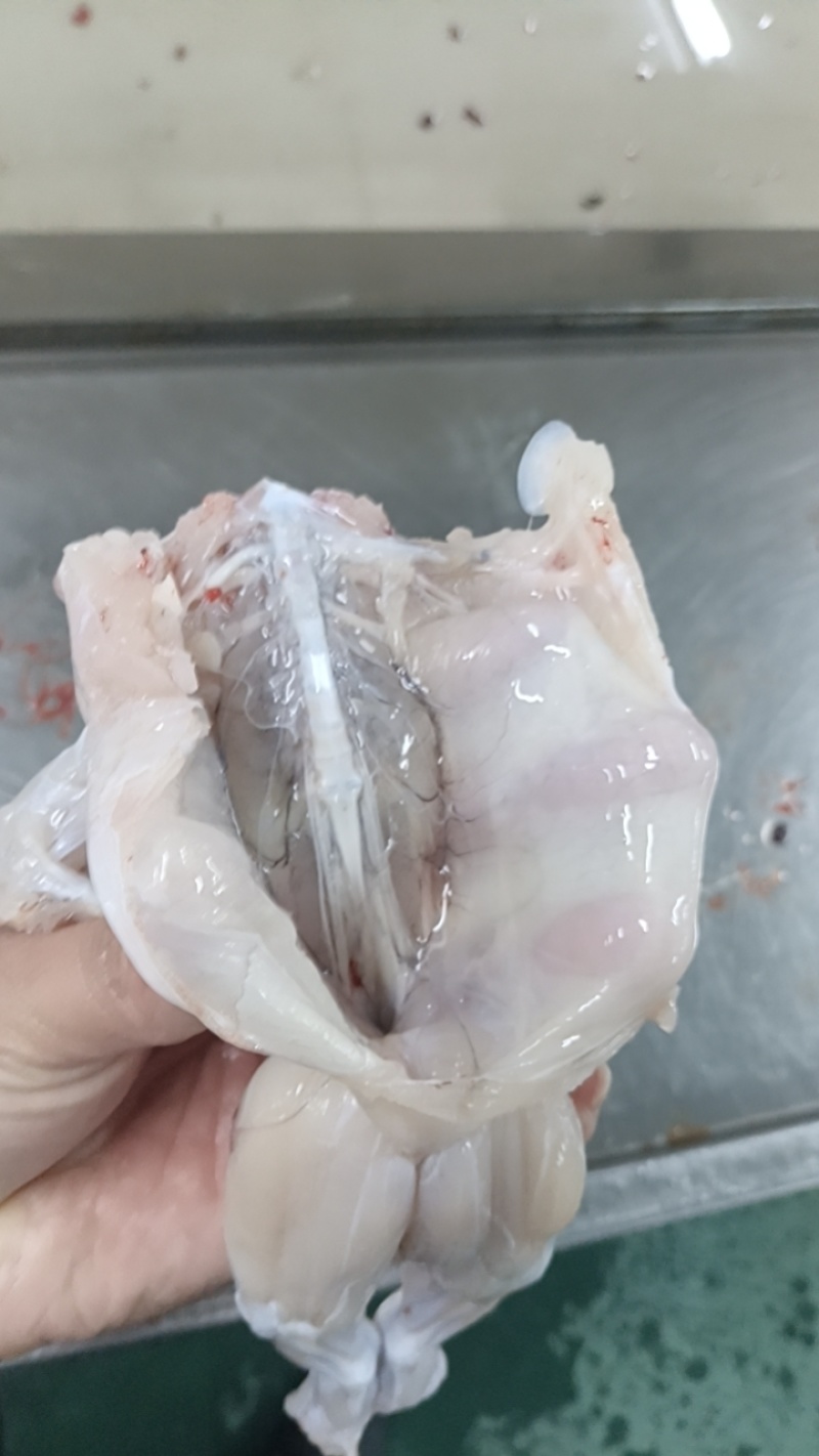 现杀牛蛙肉