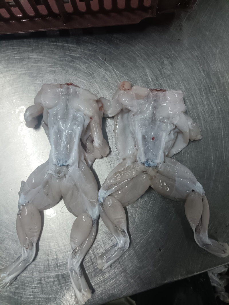 现杀牛蛙肉