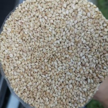 面向全国大量供黑白芝麻颗粒饱满出油率高，量大价优质量保证