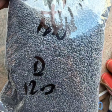 面向全国供优质黑白芝麻，产地直销，大量有货，欢迎老板联系