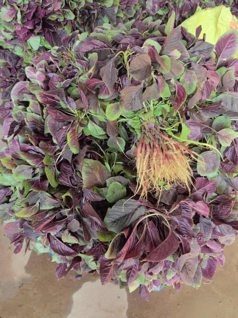 红苋菜湖北苋菜产地一手货源品质保障量大从优