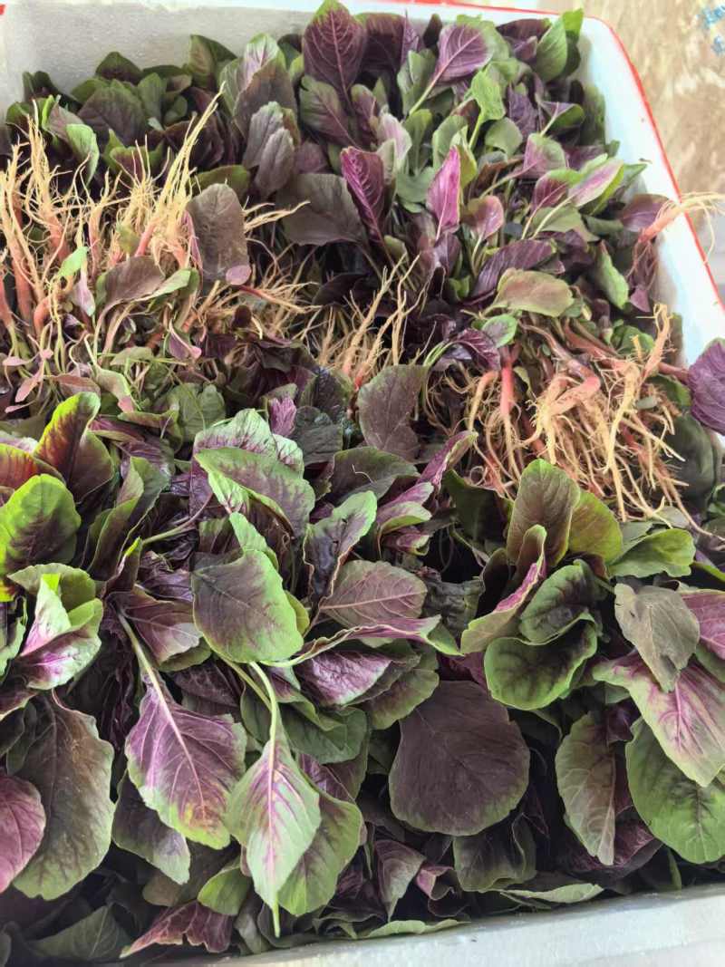 红苋菜湖北苋菜产地一手货源品质保障量大从优