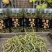 长白山肾精茶嗷嗷叫抖快电商专用支持一件代发一瓶50克