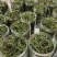 长白山肾精茶嗷嗷叫抖快电商专用支持一件代发一瓶50克
