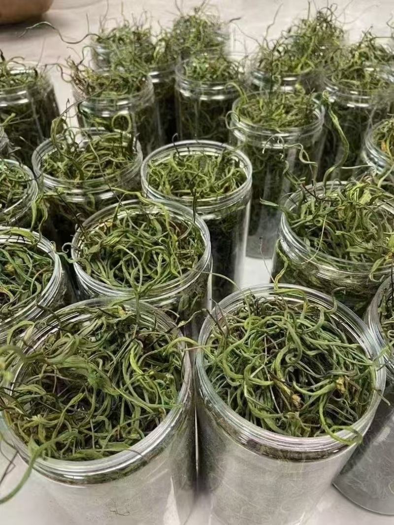 长白山肾精茶嗷嗷叫抖快电商专用支持一件代发一瓶50克