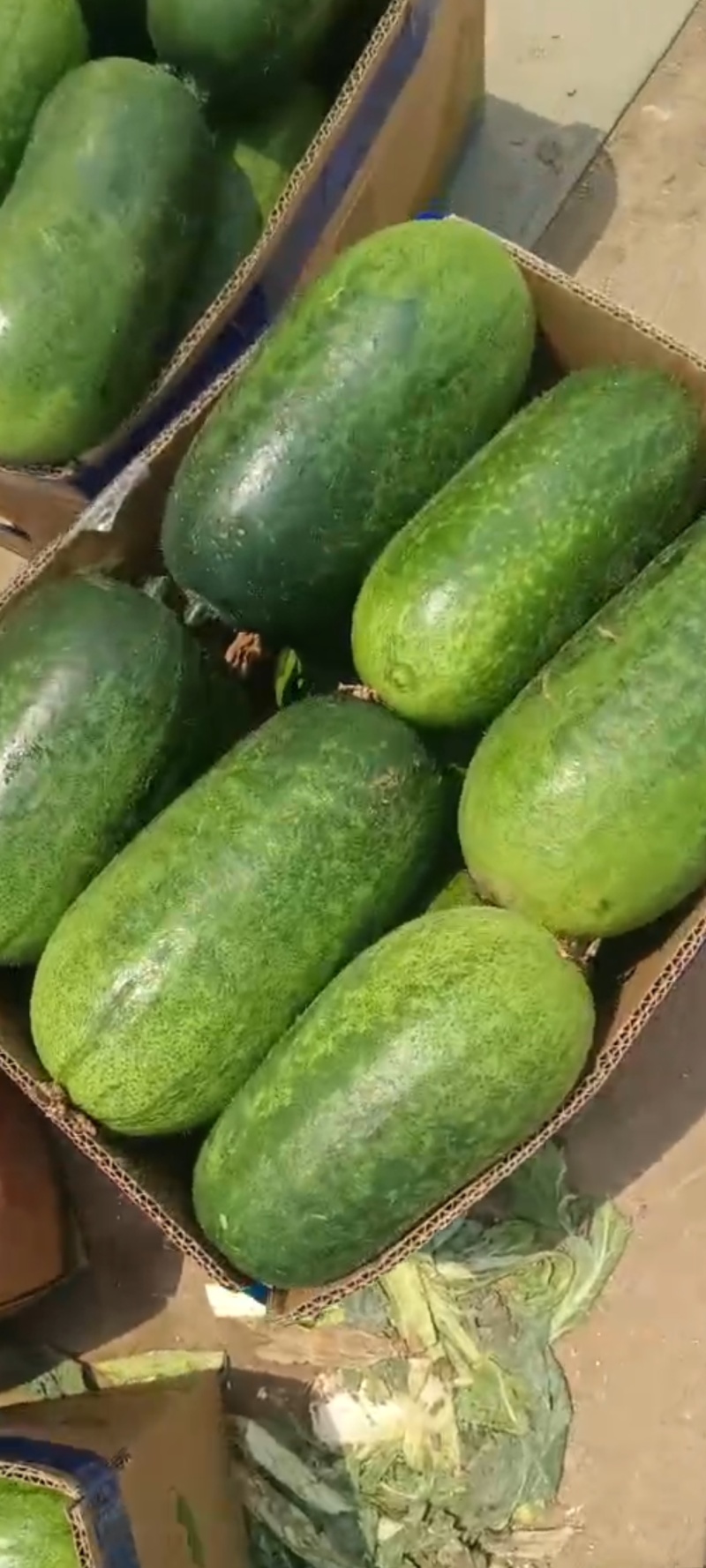 山东临沂水果小冬瓜，颜色鲜艳，肉质鲜美，产地批发，保质量