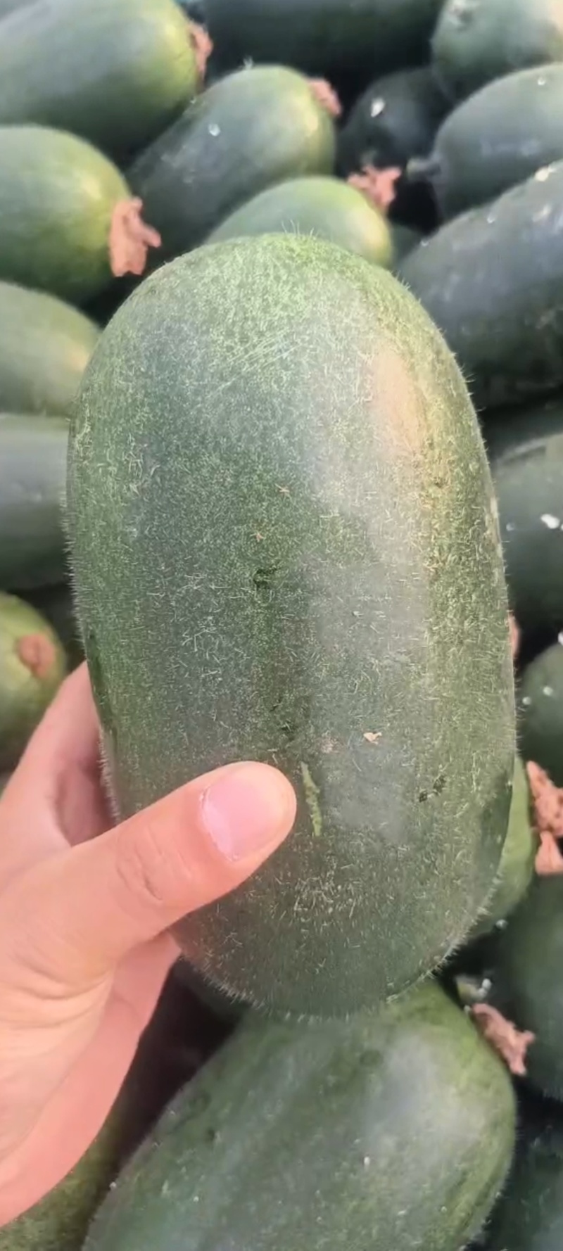 山东临沂水果小冬瓜，颜色鲜艳，肉质鲜美，产地批发，保质量