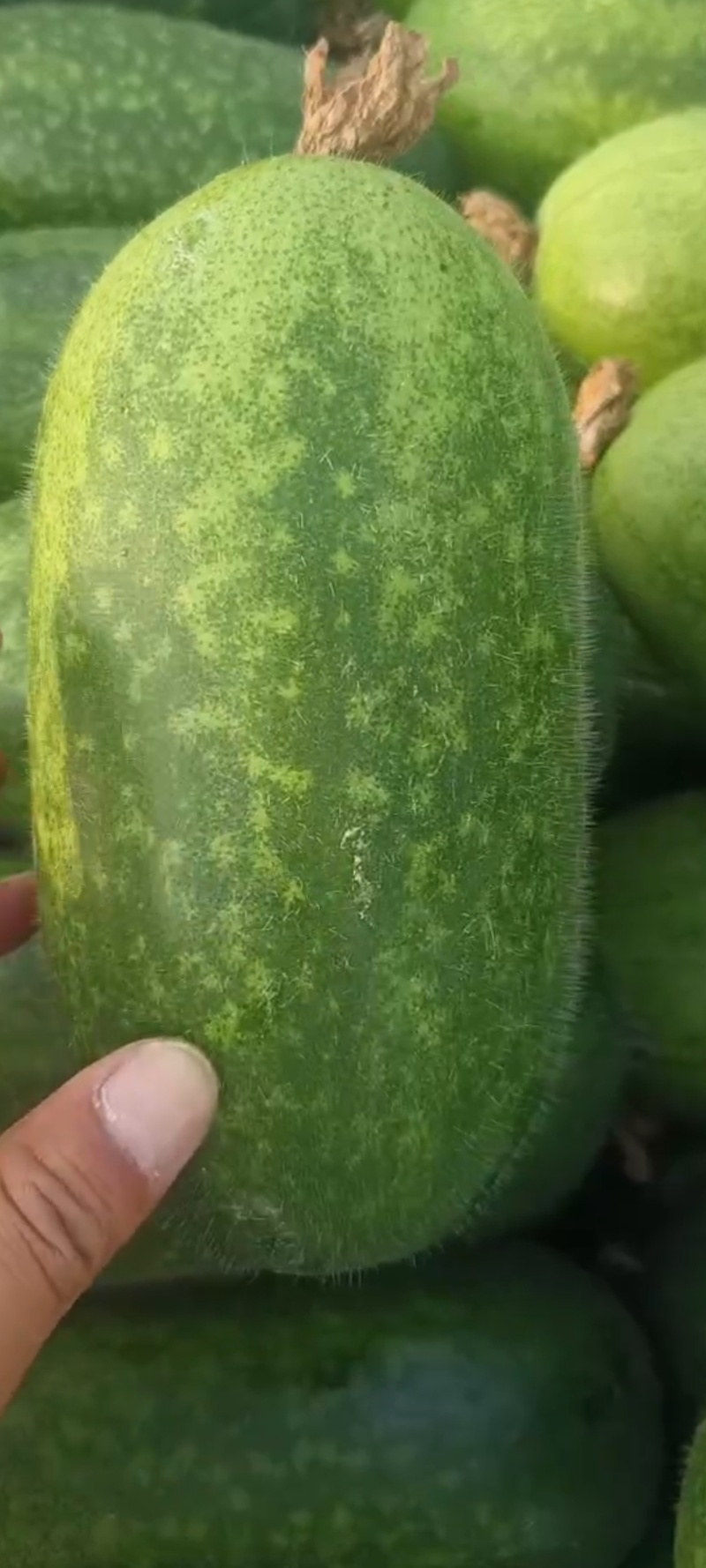 山东临沂水果小冬瓜，颜色鲜艳，肉质鲜美，产地批发，保质量