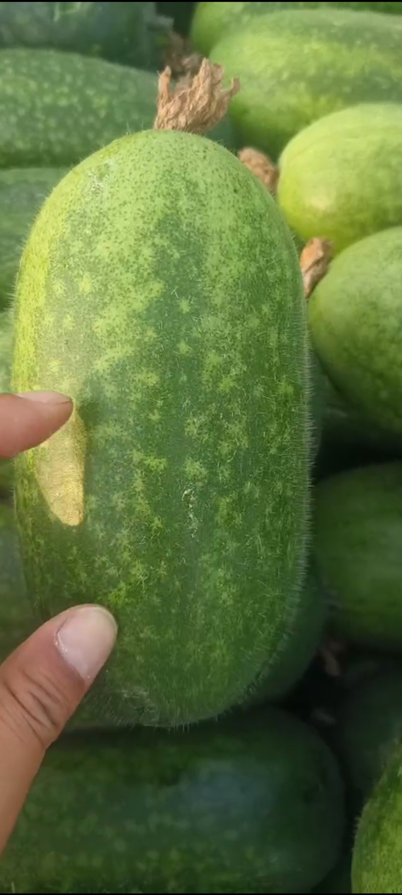 山东临沂水果小冬瓜，颜色鲜艳，肉质鲜美，产地批发，保质量