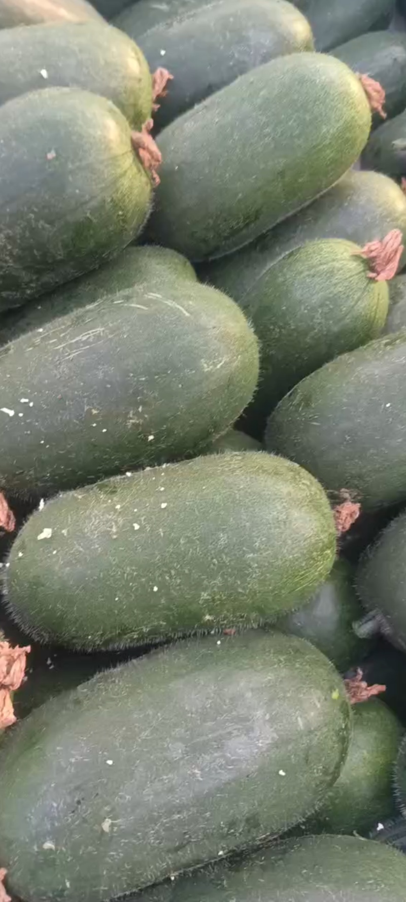 山东临沂水果小冬瓜，颜色鲜艳，肉质鲜美，产地批发，保质量