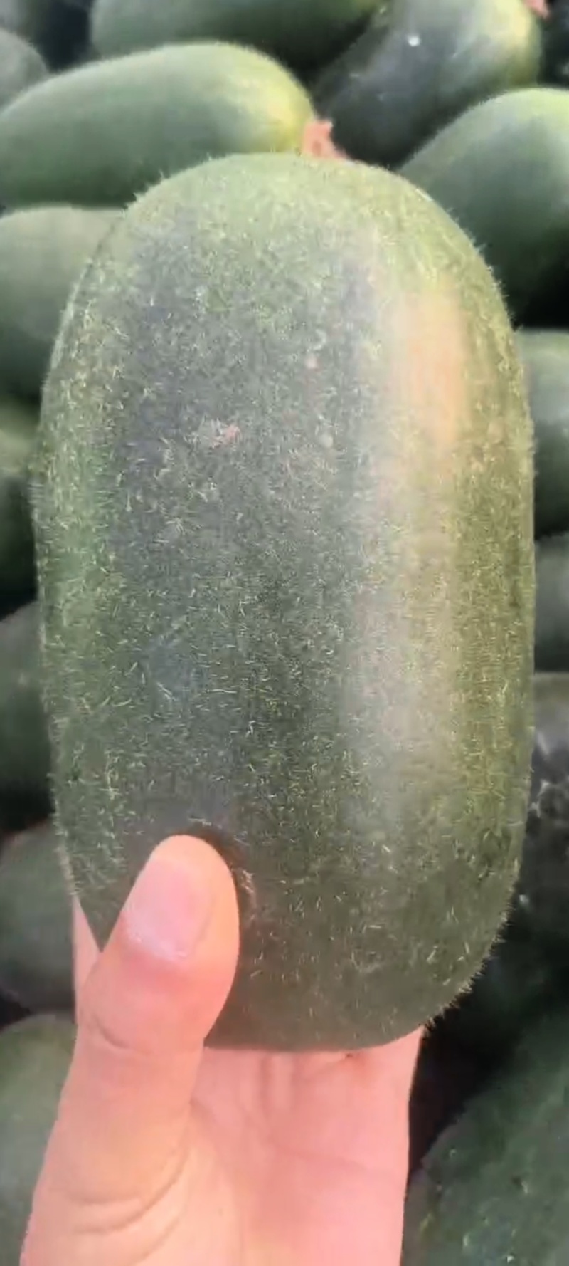 山东临沂水果小冬瓜，颜色鲜艳，肉质鲜美，产地批发，保质量