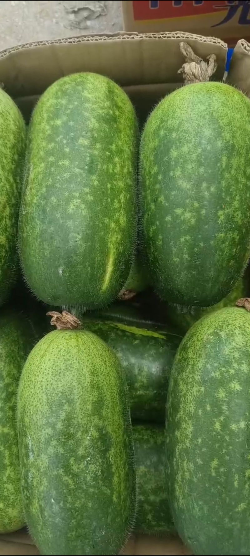 山东临沂水果小冬瓜，颜色鲜艳，肉质鲜美，产地批发，保质量