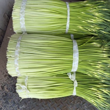 精品白帽蒜苔货源充足量大从优质量保证一手货源欢迎咨询
