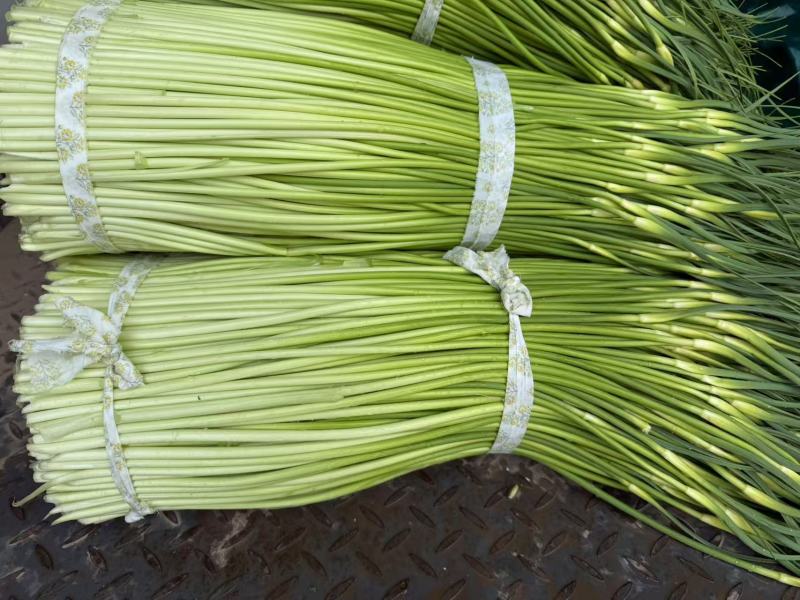 精品白帽蒜苔货源充足量大从优质量保证一手货源欢迎咨询