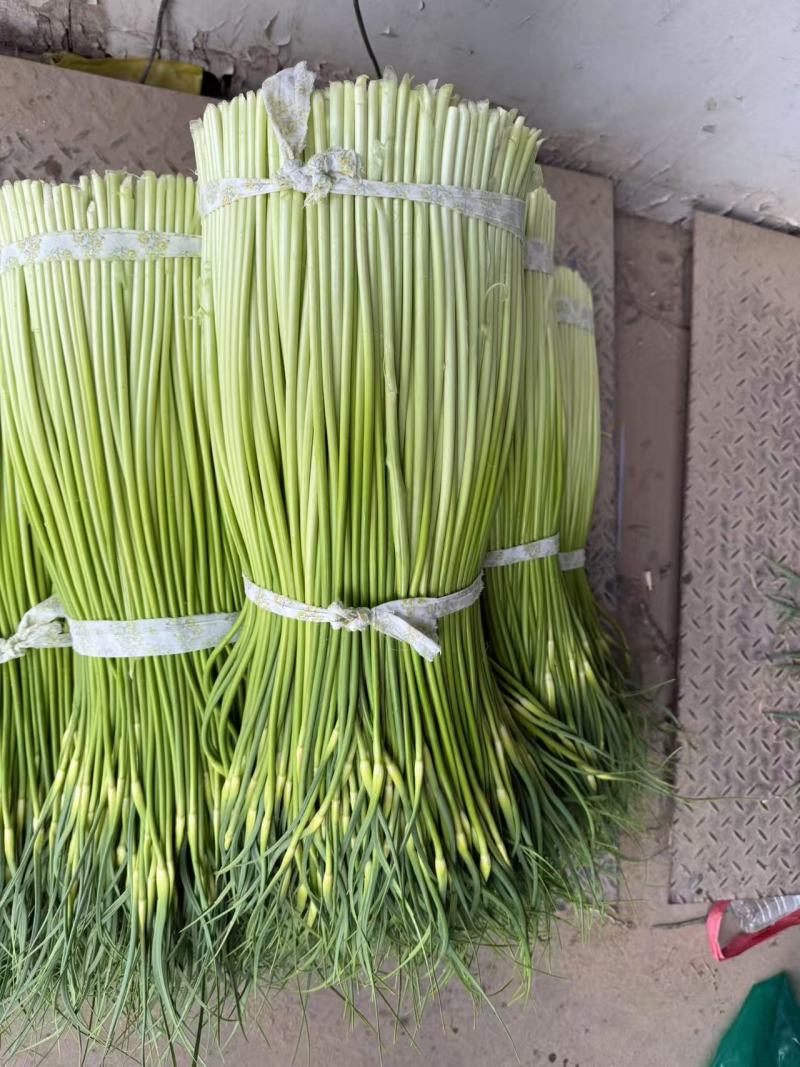 精品白帽蒜苔货源充足量大从优质量保证一手货源欢迎咨询