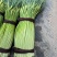 精品白帽蒜苔货源充足量大从优质量保证一手货源欢迎咨询