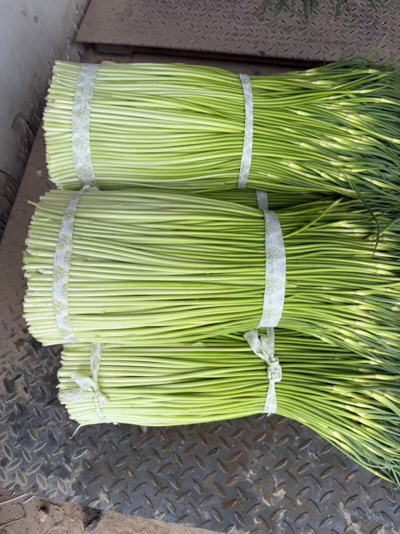 精品白帽蒜苔货源充足量大从优质量保证一手货源欢迎咨询