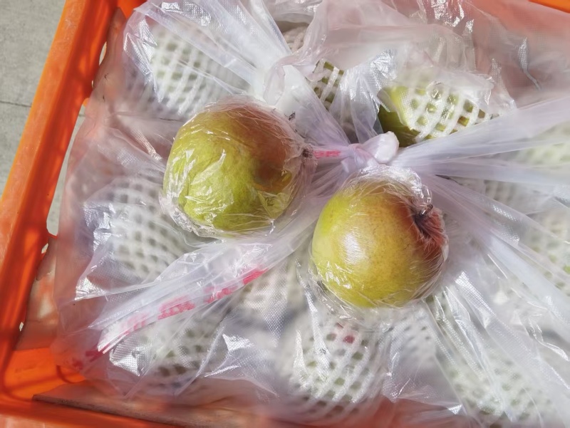 黄陵翡翠梨