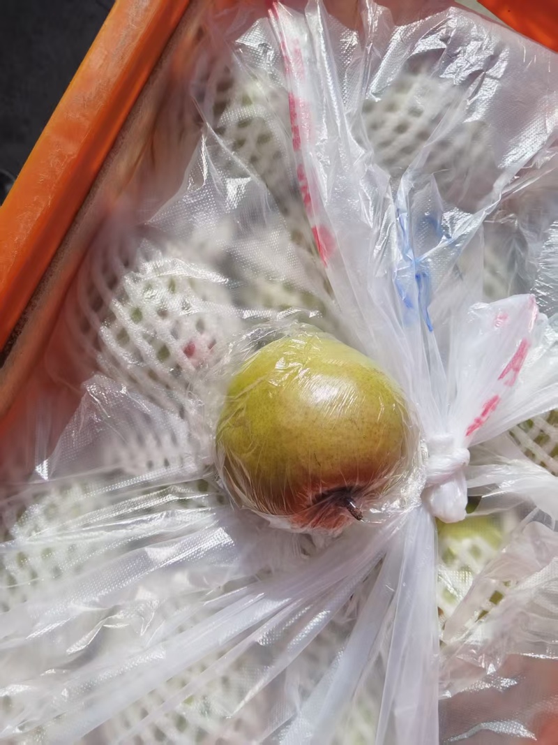 黄陵翡翠梨