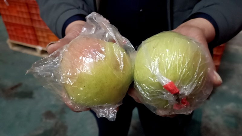 黄陵翡翠梨