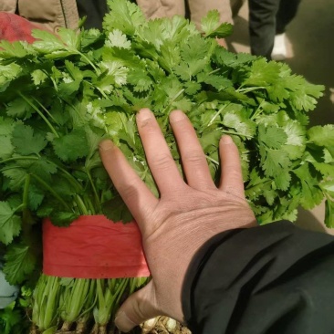 香菜
