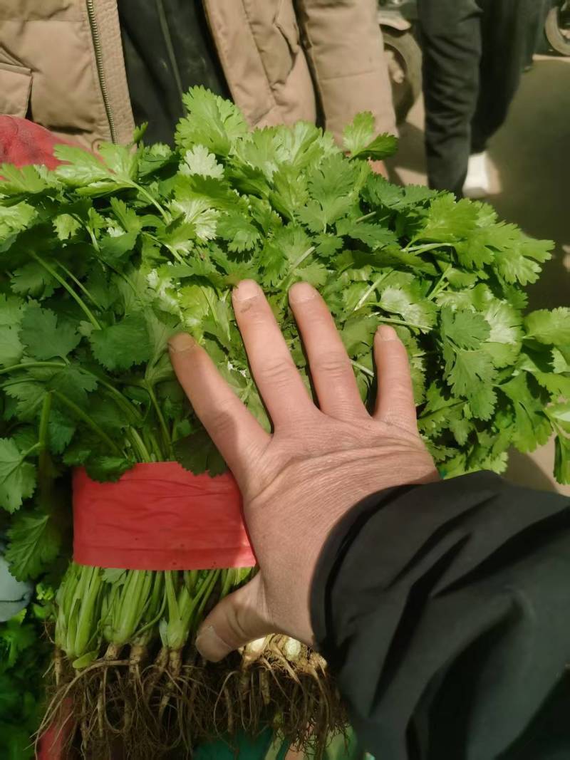 香菜