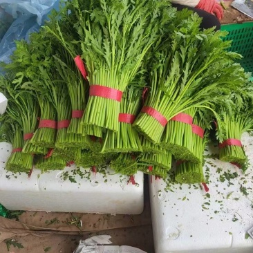 茼蒿