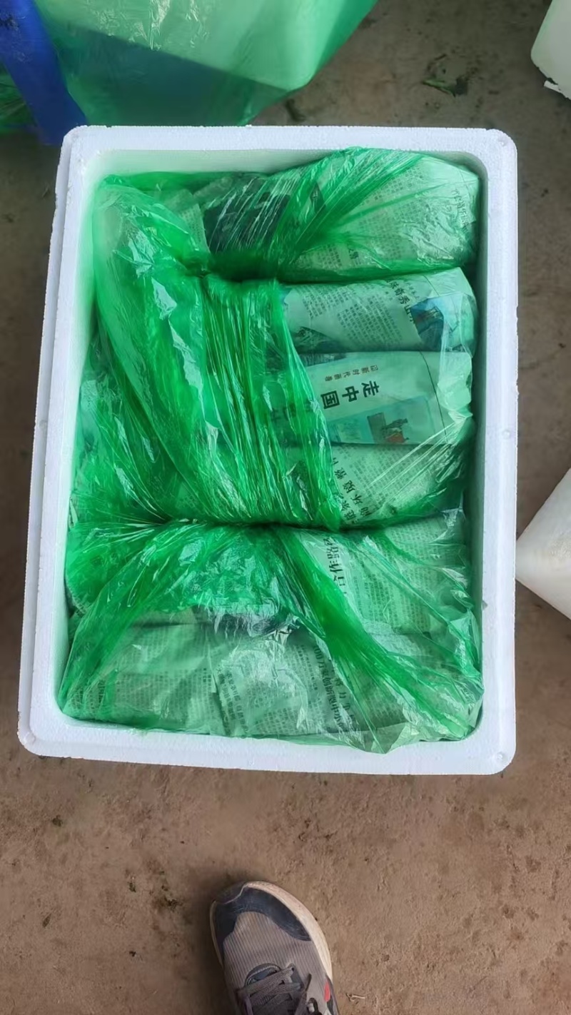 茼蒿