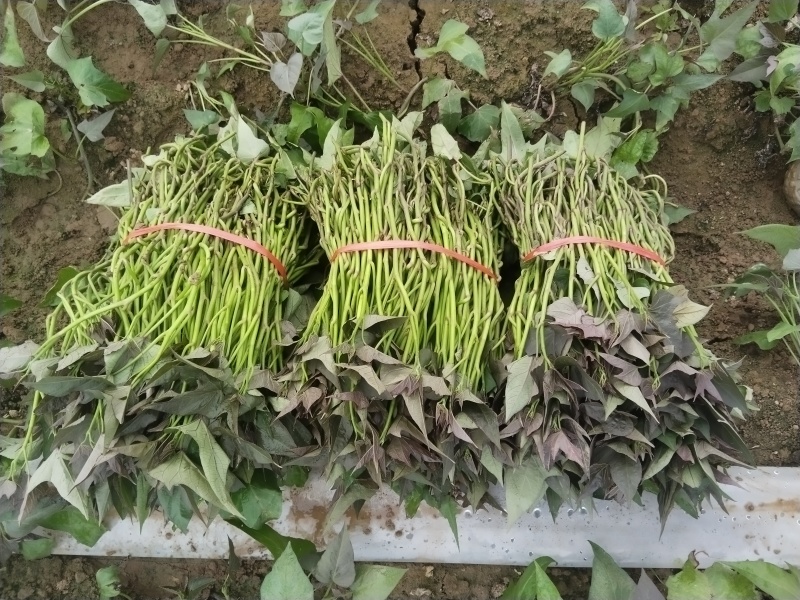 精品冰糖心哈密阔繁苗红薯苗基地直发品质保证欢迎联系