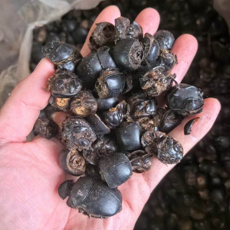 蜣螂，屎壳郎，大将军，清水新货，干货，接单秒发货