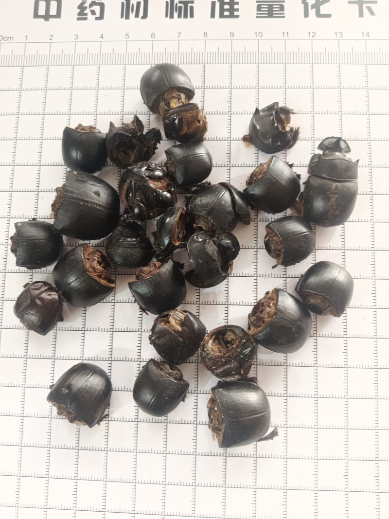 蜣螂，屎壳郎，大将军，清水新货，干货，接单秒发货