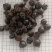蜣螂，屎壳郎，大将军，清水新货，干货，接单秒发货