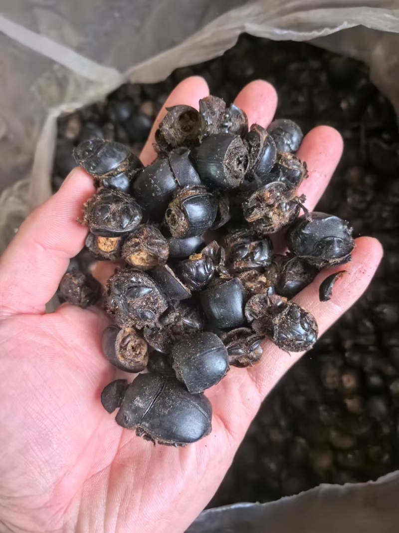 蜣螂，屎壳郎，大将军，清水新货，干货，接单秒发货