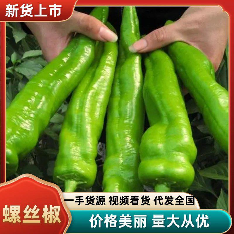 甘肃精品螺丝椒产地直发对接电商市场商超