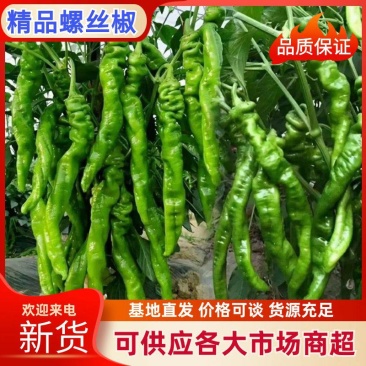 甘肃精品螺丝椒大量上市色泽鲜艳个头均匀价格便宜