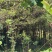 10年桂花树，大量黄金桂少量四季桂和红桂通货处理