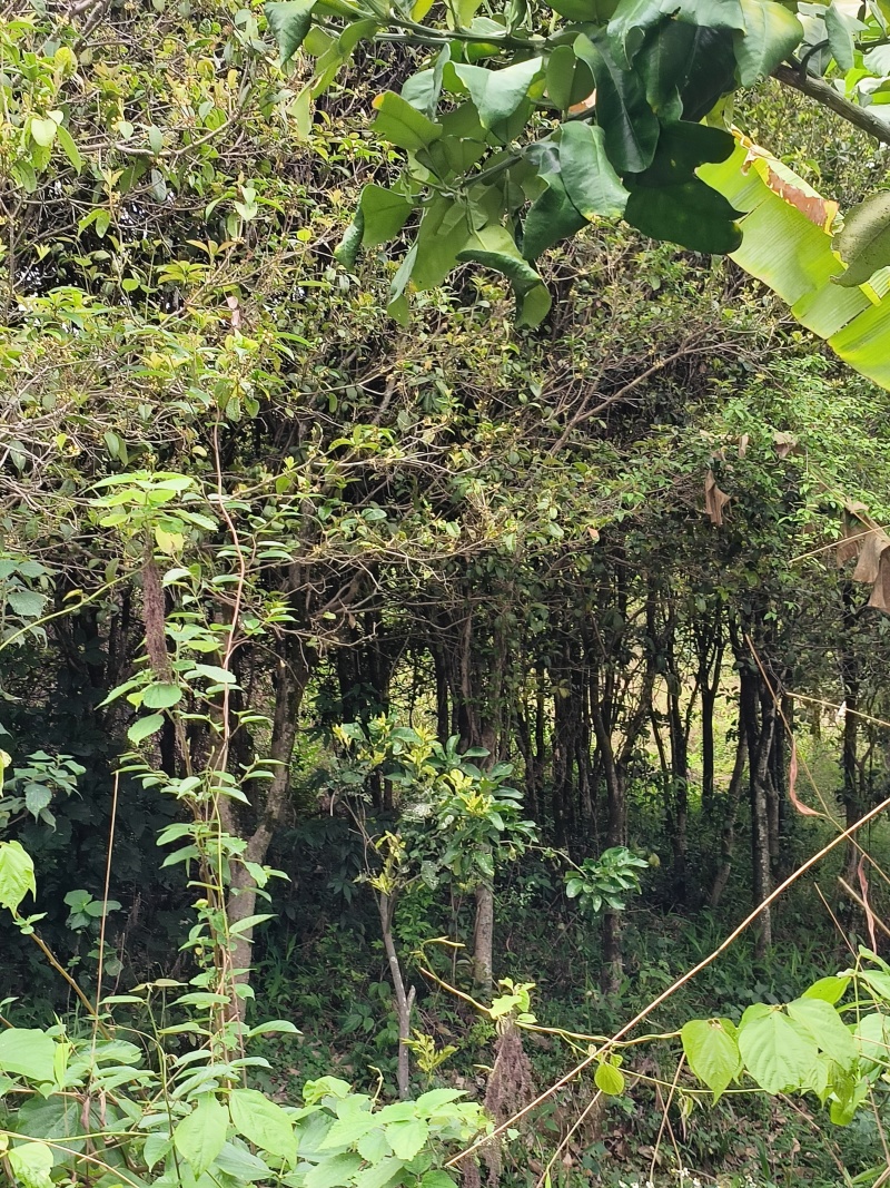 10年桂花树，大量黄金桂少量四季桂和红桂通货处理