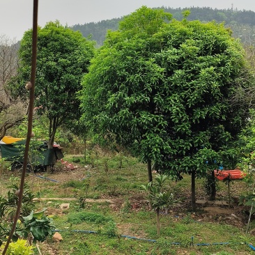 10年桂花树，大量黄金桂少量四季桂和红桂通货处理