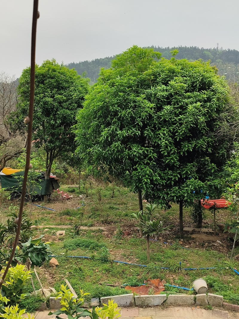 10年桂花树，大量黄金桂少量四季桂和红桂通货处理