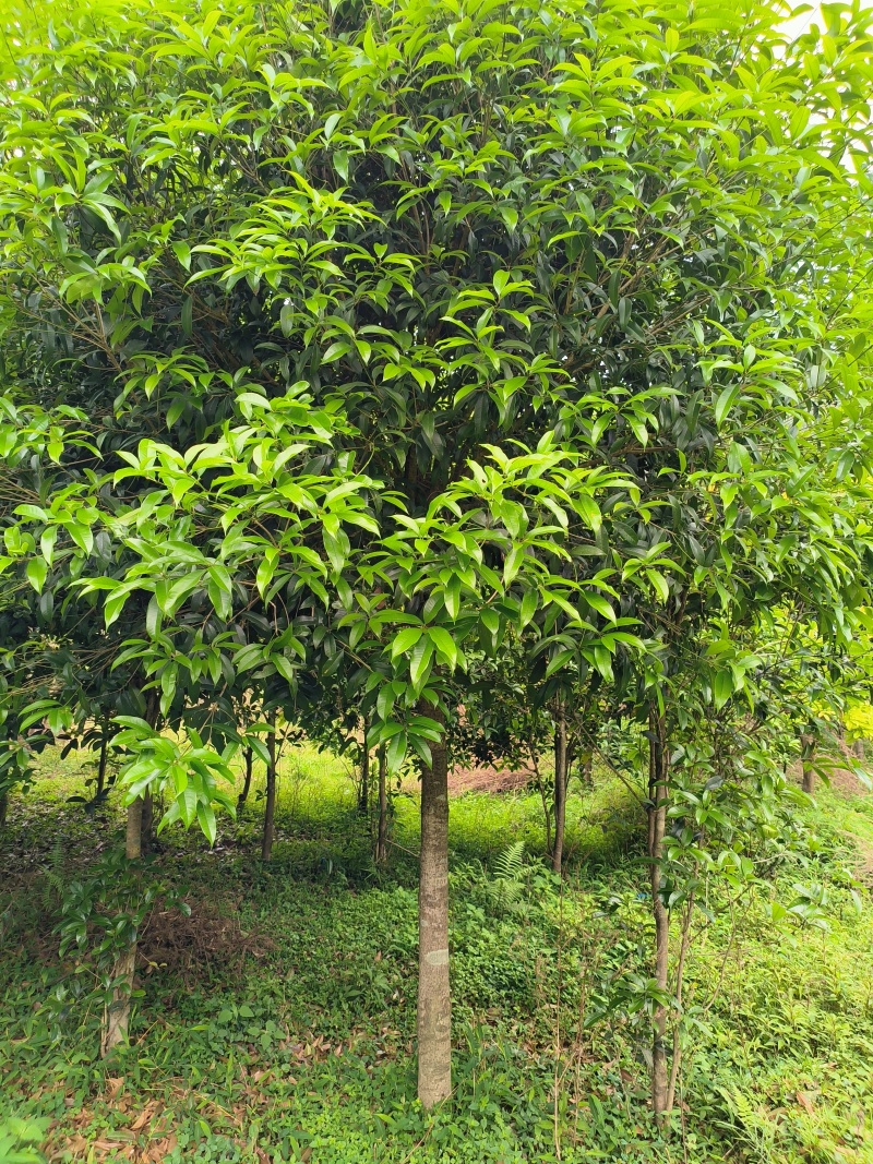 10年桂花树，大量黄金桂少量四季桂和红桂通货处理