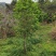 10年桂花树，大量黄金桂少量四季桂和红桂通货处理