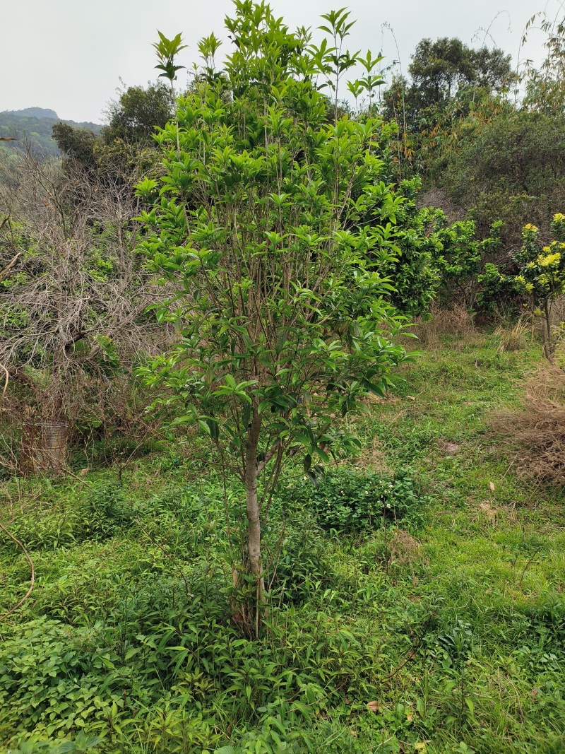 10年桂花树，大量黄金桂少量四季桂和红桂通货处理