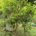 10年桂花树，大量黄金桂少量四季桂和红桂通货处理