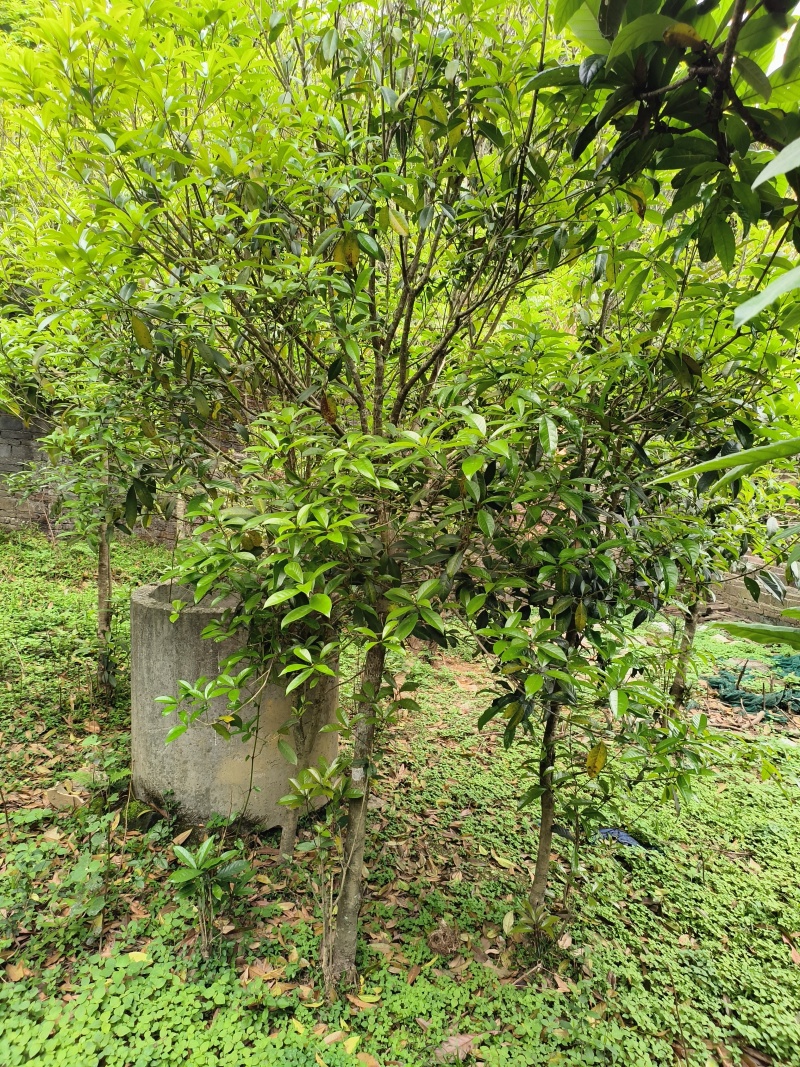 10年桂花树，大量黄金桂少量四季桂和红桂通货处理
