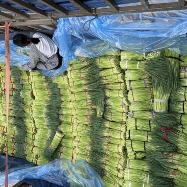 河南红帽蒜苔大量上市品质好诚信经营产地直发