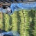 河南红帽蒜苔大量上市品质好诚信经营产地直发