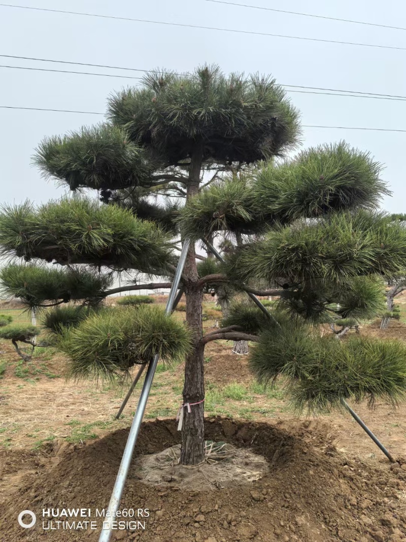 高2-5米造型松价格便宜量大处理基地现货