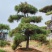高2-5米造型松价格便宜量大处理基地现货