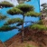 高2-5米造型松价格便宜量大处理基地现货