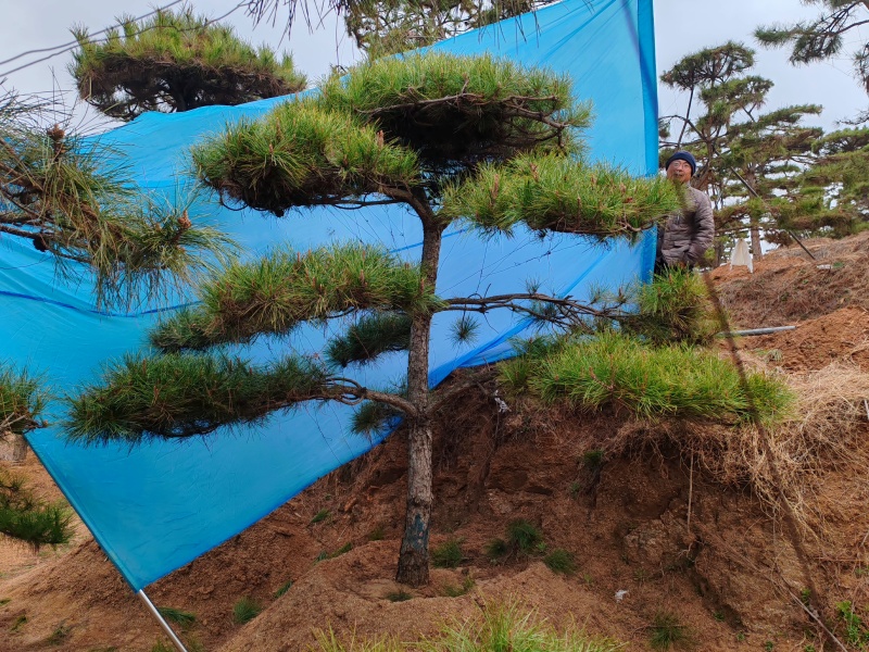 高2-5米造型松价格便宜量大处理基地现货